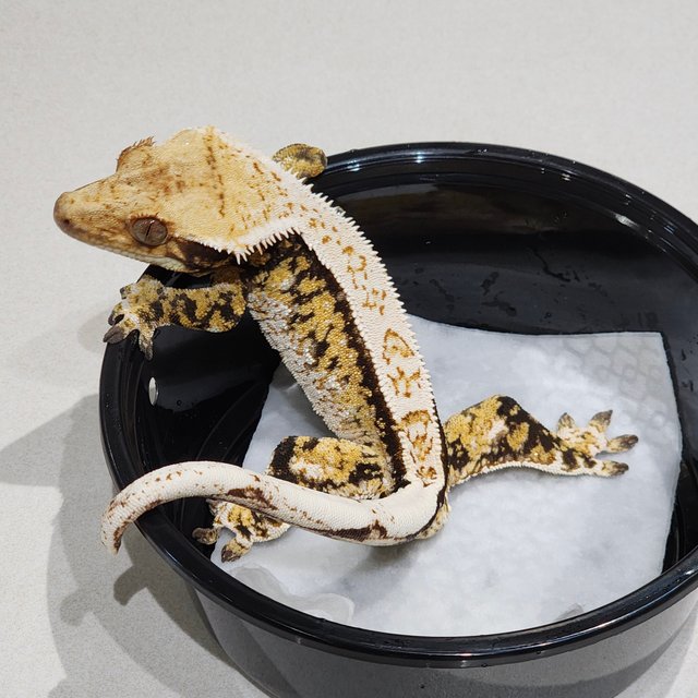 White Crown White Pin Tri Extreme Harlequin Drippy