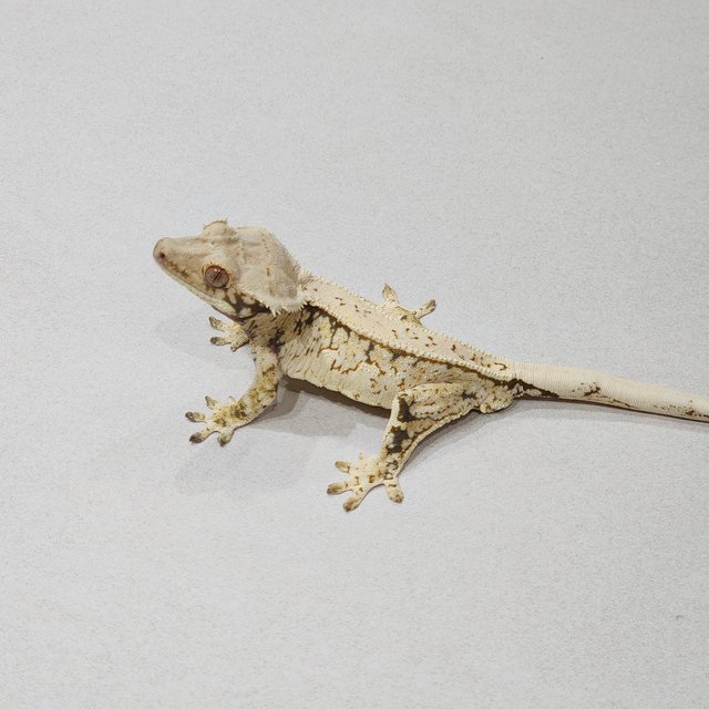 Extreme Harlequin Tri Full Pinstripe White Pin White Spot