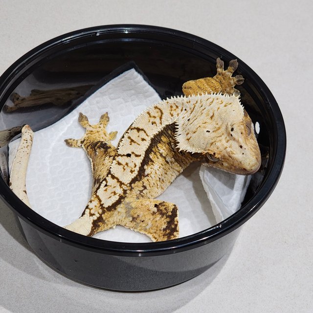 트라이 익스트림할리퀸 화이트스팟