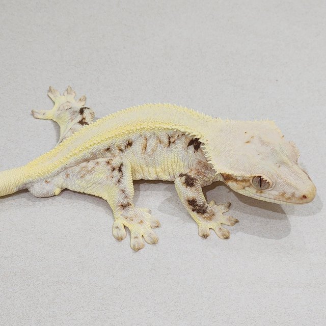 릴리화이트 판다 솔리드백