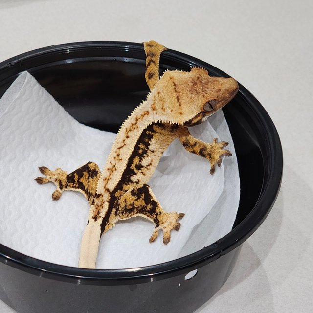 드리피 화이트스팟 화이트핀 화이트크라운