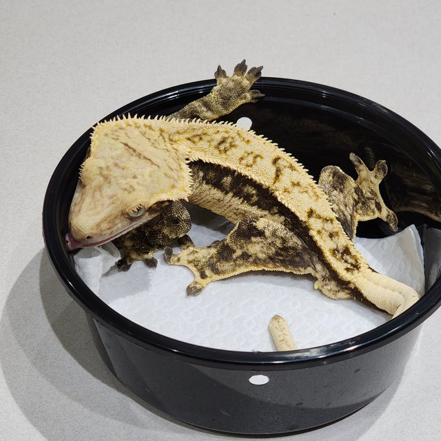 화이트크라운 쿼드