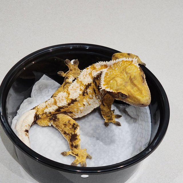 화이트핀 트라이 익스트림할리퀸 화이트스팟