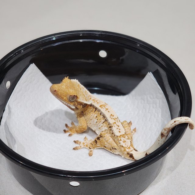 White Spot White Crown Tri Extreme Harlequin Drippy White Pin