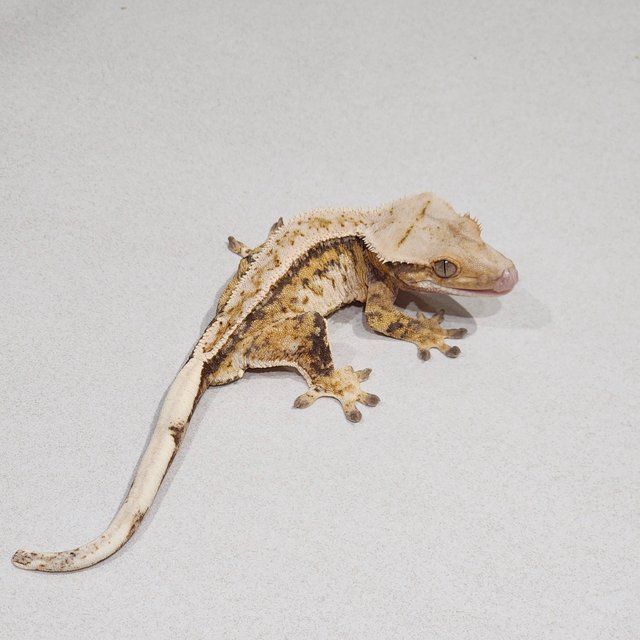 Full Pinstripe Drippy Tri Extreme Harlequin