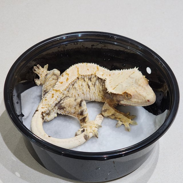 Drippy Tri Extreme Harlequin White Spot