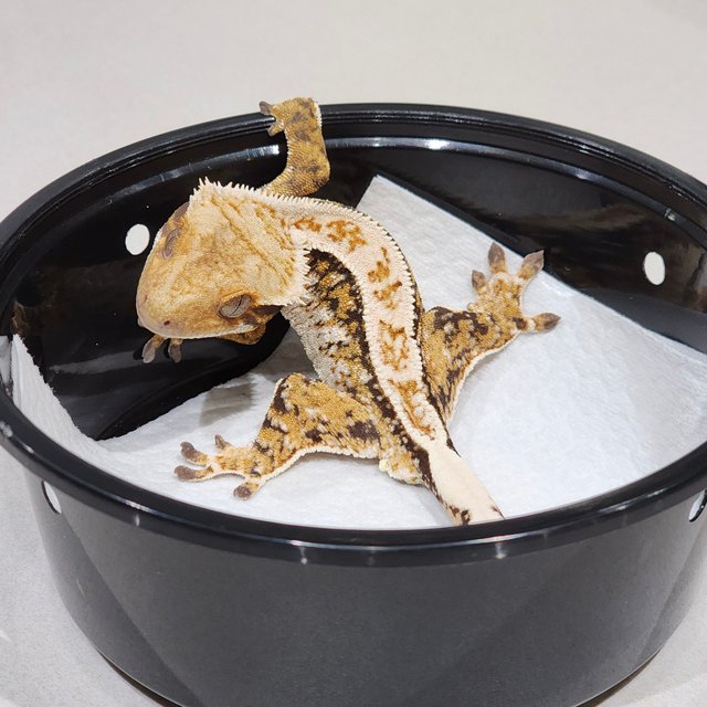 White Crown Drippy Tri White Spot Extreme Harlequin