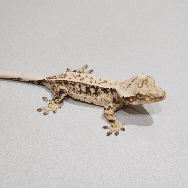 Quad Drippy White Spot
