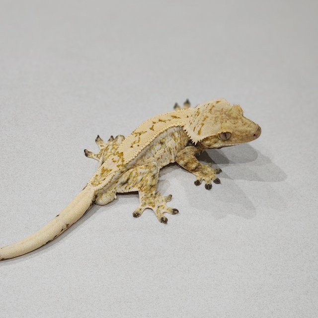 드리피 쿼드 화이트스팟 젠젝스