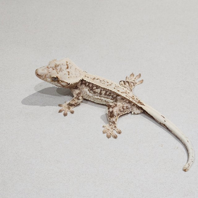 풀핀 드리피 화이트스팟 쿼드