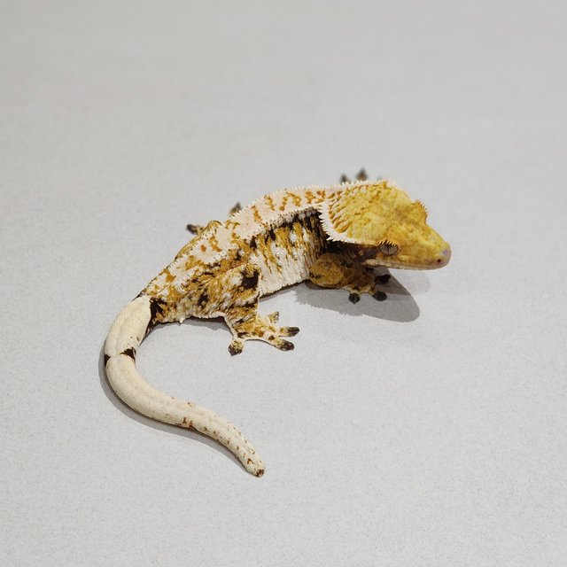 White Pin Barb Tri Extreme Harlequin White Spot Drippy