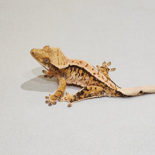 Tri Extreme Harlequin White Spot