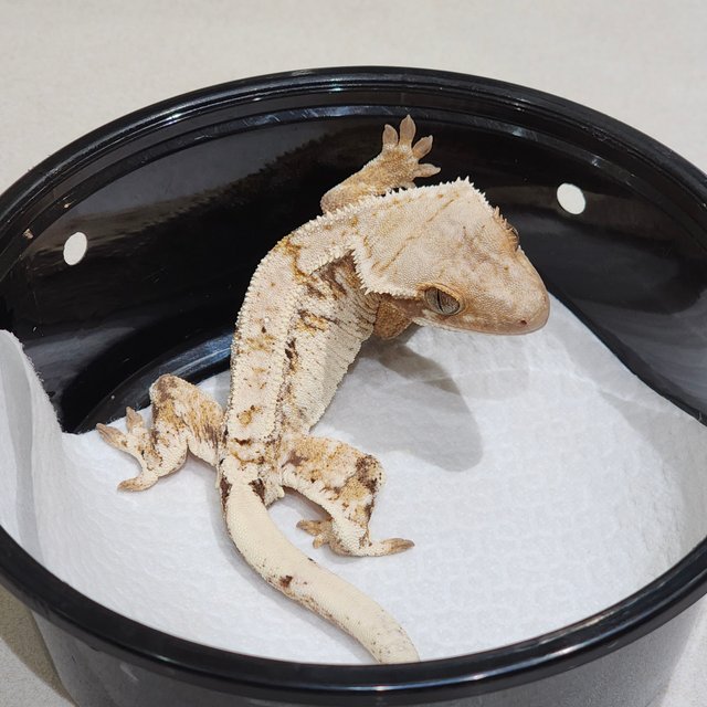 White Spot Extreme Harlequin White Pin Drippy Tri White Crown