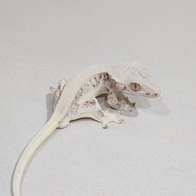 Solid Back Zengex Lilly White Panda