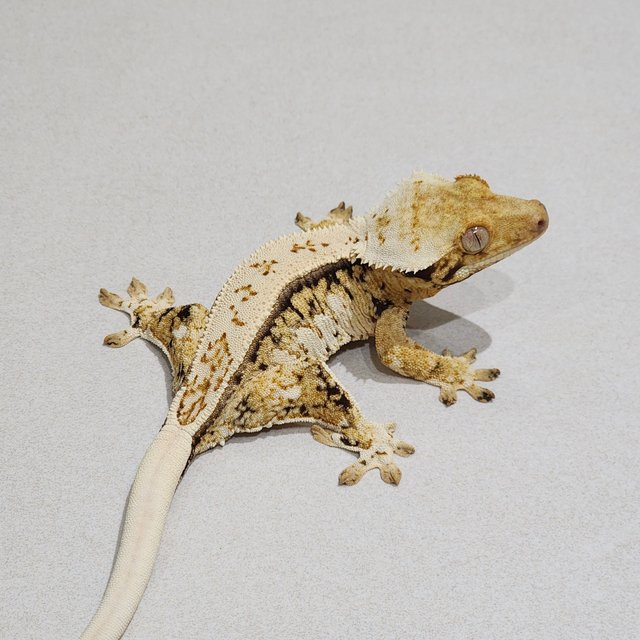 Drippy White Spot Quad White Crown