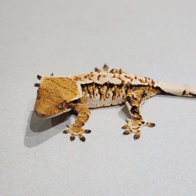 Tri White Crown White Spot Extreme Harlequin