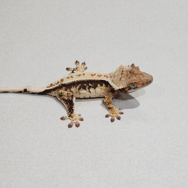 White Pin Drippy Quad White Spot