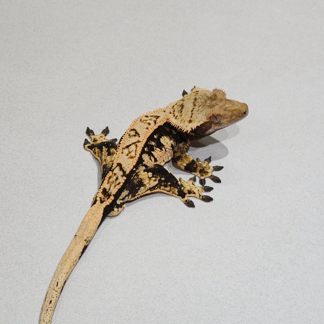 Tri Extreme Harlequin White Pin