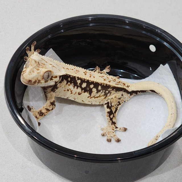 Quad Full Pinstripe White Spot Drippy