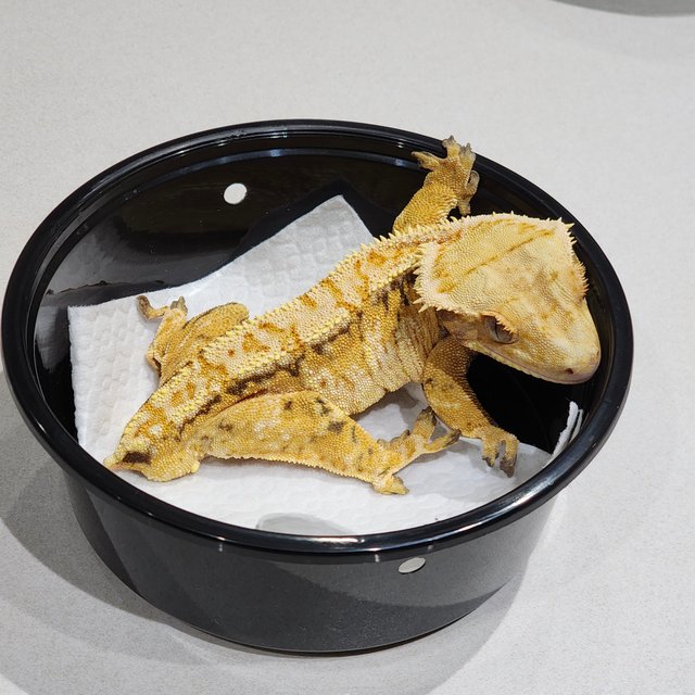 화이트크라운 트라이 익스트림할리퀸 화이트스팟