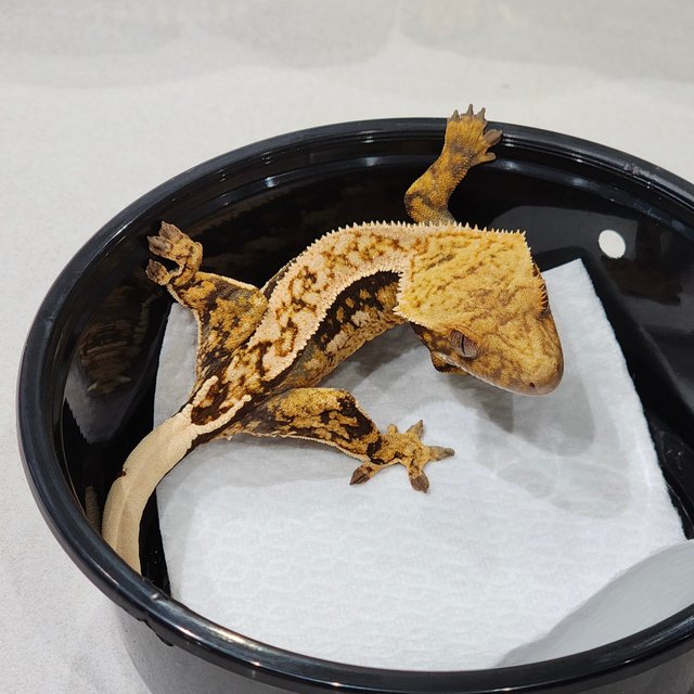 쿼드 화이트스팟