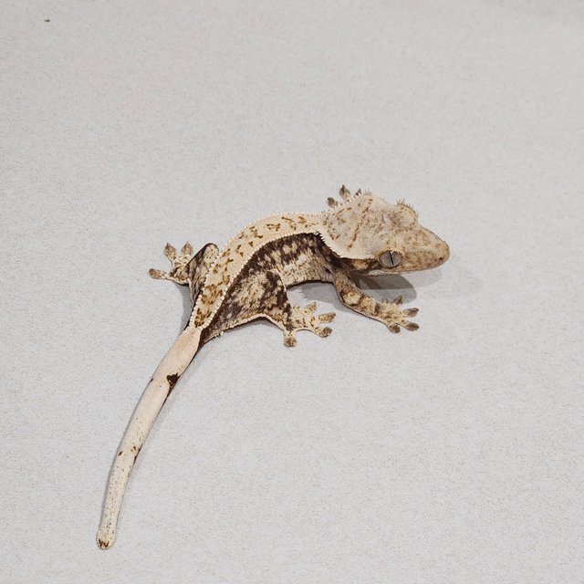 드리피 화이트스팟