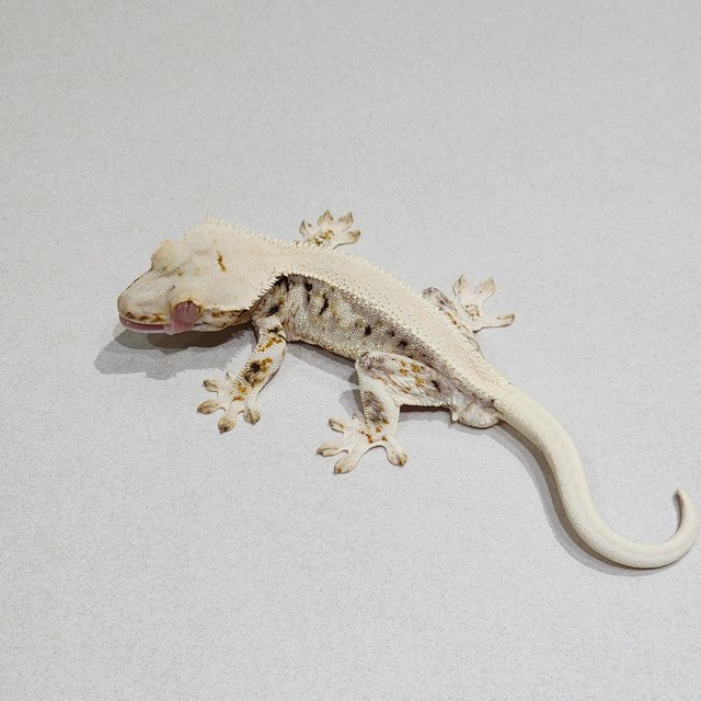 Solid Back Lilly White