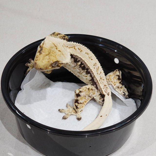 Quad Drippy White Spot Full Pinstripe Zengex