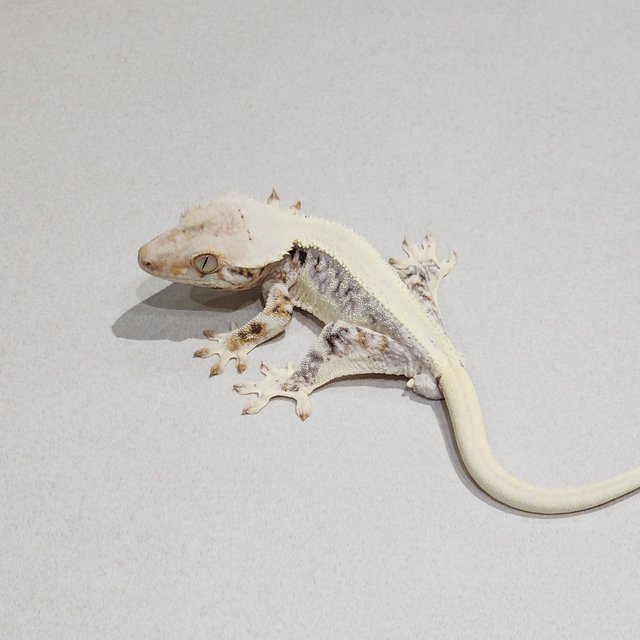 Solid Back Lilly White