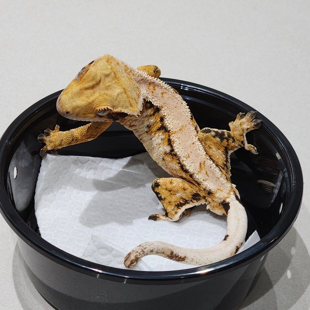 드리피 트라이 익스트림할리퀸 화이트스팟 화이트크라운 화이트핀