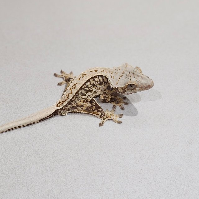 Full Pinstripe Quad White Spot