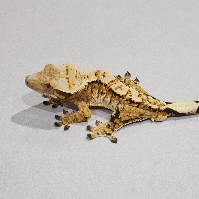 트라이 익스트림할리퀸