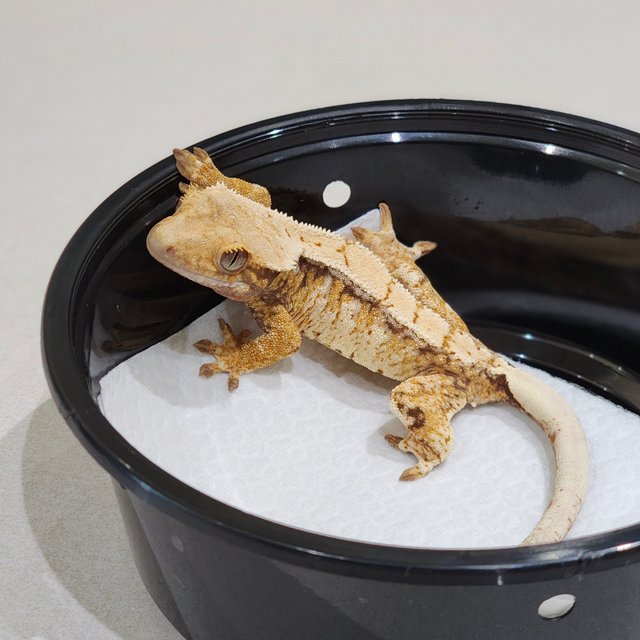 Drippy Tri Extreme Harlequin White Spot