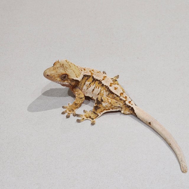 Tri Extreme Harlequin White Pin