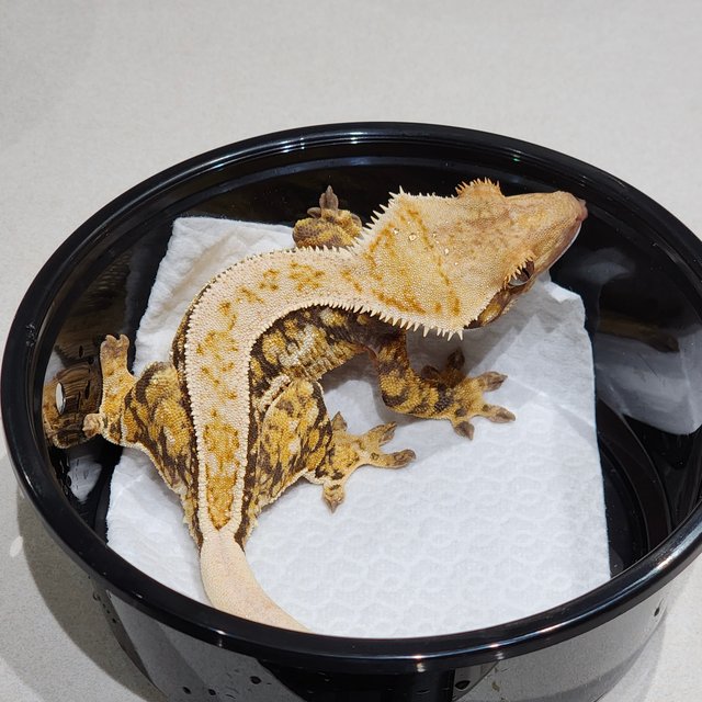 Full Pinstripe Quad White Spot