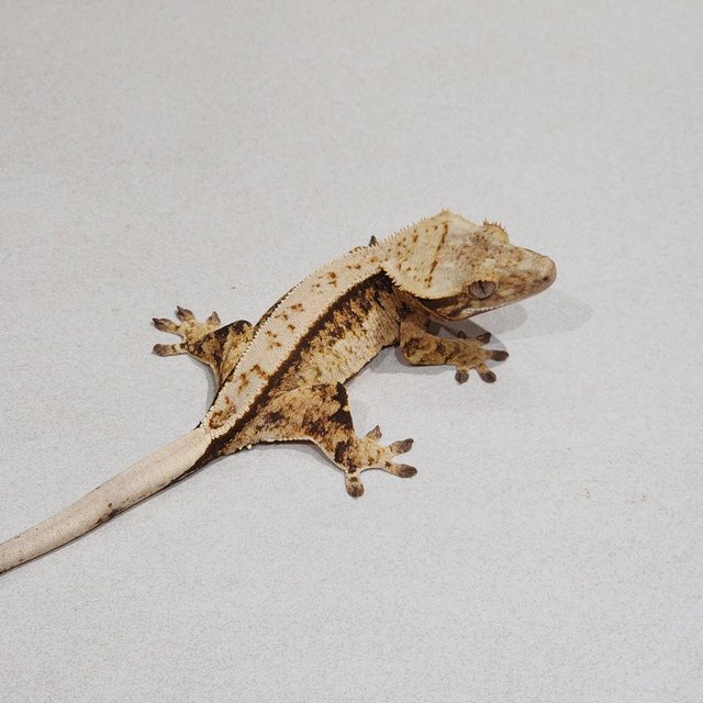 풀핀 트라이 화이트스팟