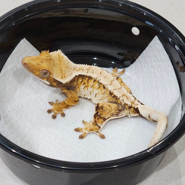 화이트핀 화이트크라운 트라이 익스트림할리퀸 화이트스팟