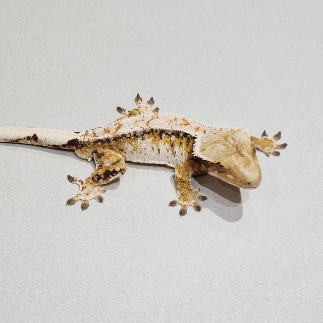 White Crown Drippy Extreme Harlequin Tri White Spot White Pin