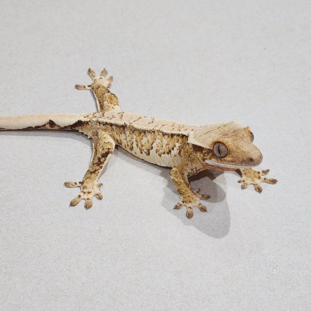 Tri Extreme Harlequin White Spot