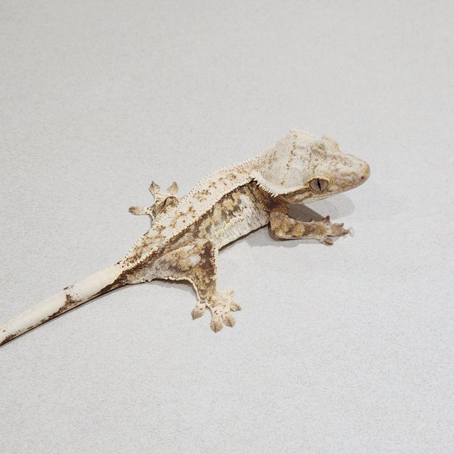 Quad Drippy White Pin White Spot