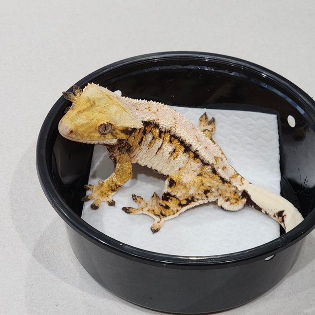 Tri White Pin White Spot Drippy Extreme Harlequin