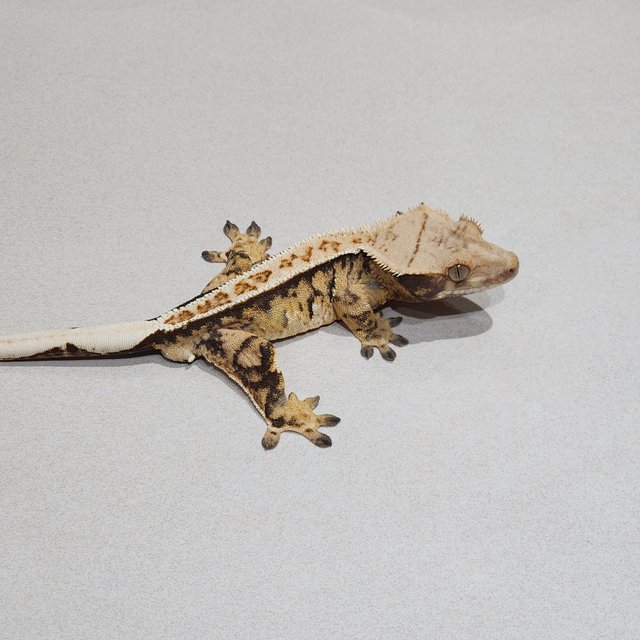 트라이 익스트림할리퀸