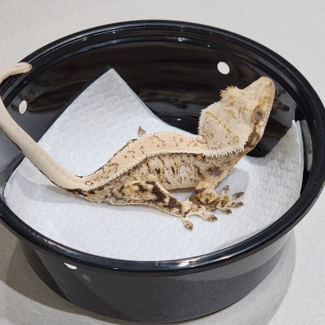 Tri Quad Drippy White Spot Extreme Harlequin