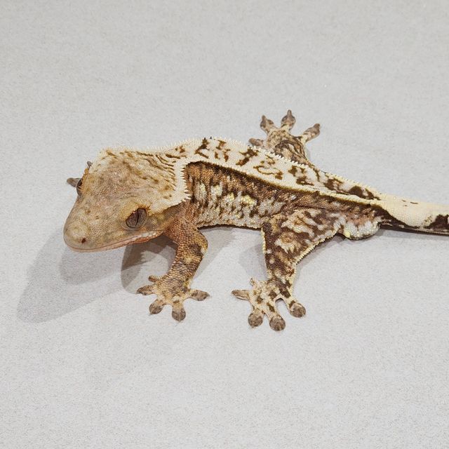 Brindle