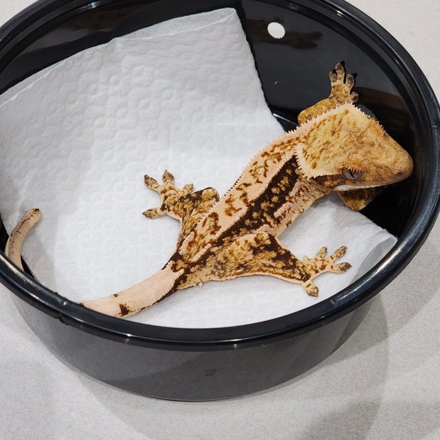 White Crown Quad White Spot