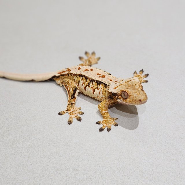 White Spot Extreme Harlequin Tri White Crown
