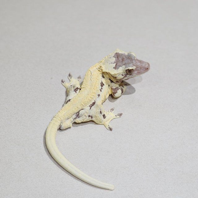 Solid Back Frappuccino