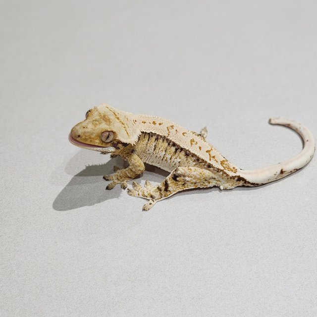 Tri White Spot Drippy Extreme Harlequin