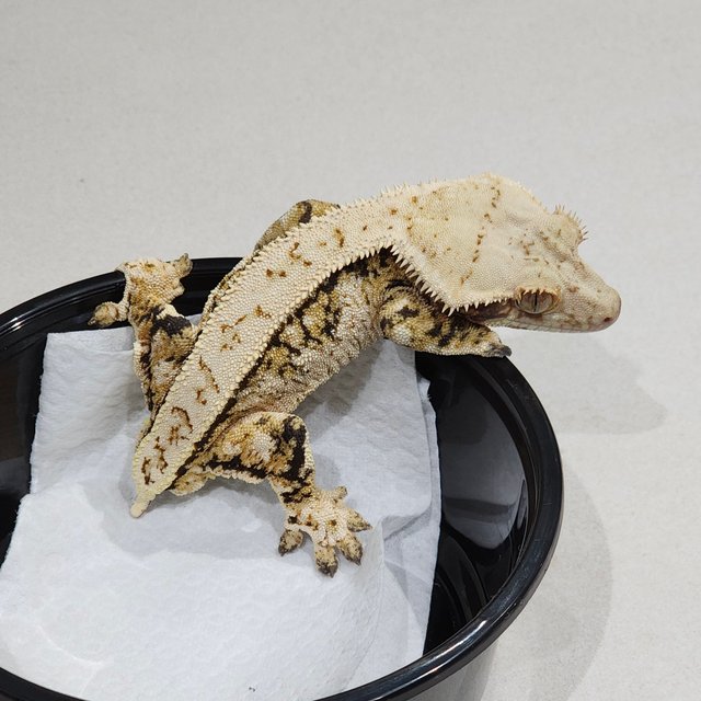 풀핀 화이트크라운 트라이 화이트스팟 익스트림할리퀸