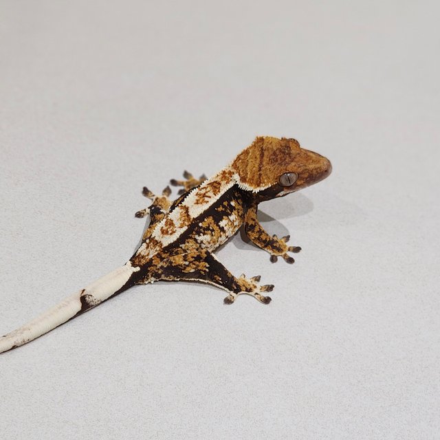 White Pin Tri Extreme Harlequin White Spot